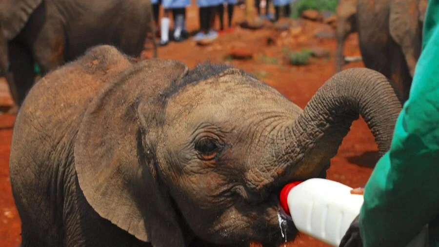 Parent gently feeding newborn baby with bottle during daytime feeding session