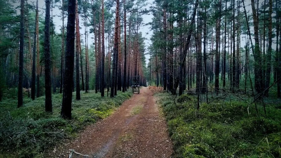 Person ascending a tree using climbing stand equipment in natural woodland setting during hunting season