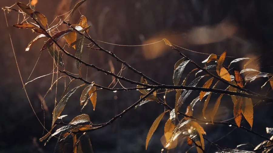Person birdwatching in misty forest at sunrise with binoculars, observing wildlife in natural lighting conditions