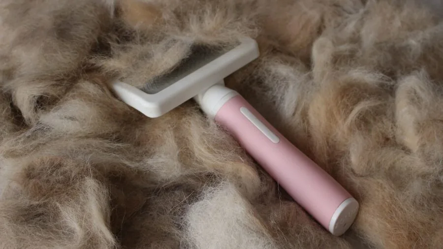 Person brushing a dog's teeth as part of daily pet dental care routine