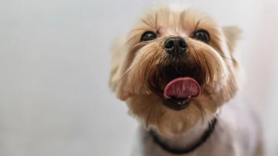 Person brushing dog's teeth during pet dental hygiene routine at home