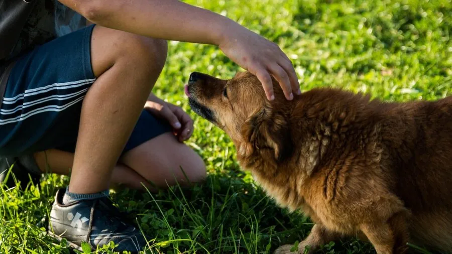 Person carefully cleaning and maintaining a pet's water bowl, demonstrating proper fountain care and hygiene