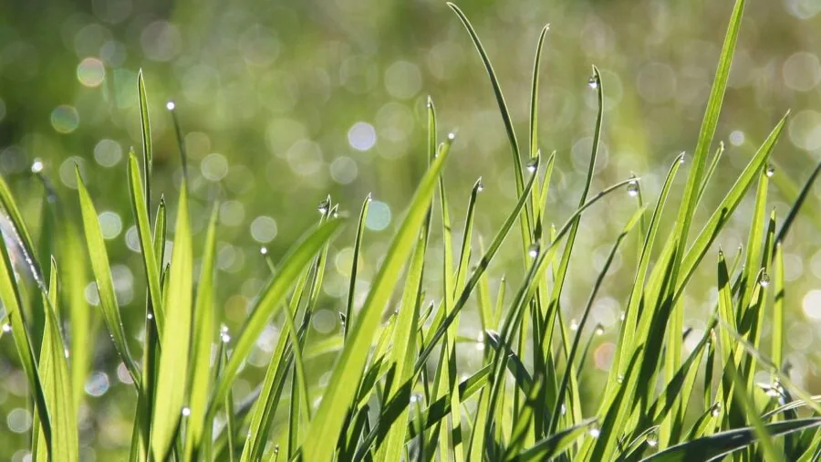 Person carefully descending wet outdoor steps with morning dew, emphasizing safe footing and traction