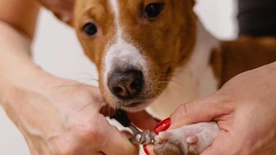 Person carefully grooming senior dog with gentle hand technique, showing safe pet care handling