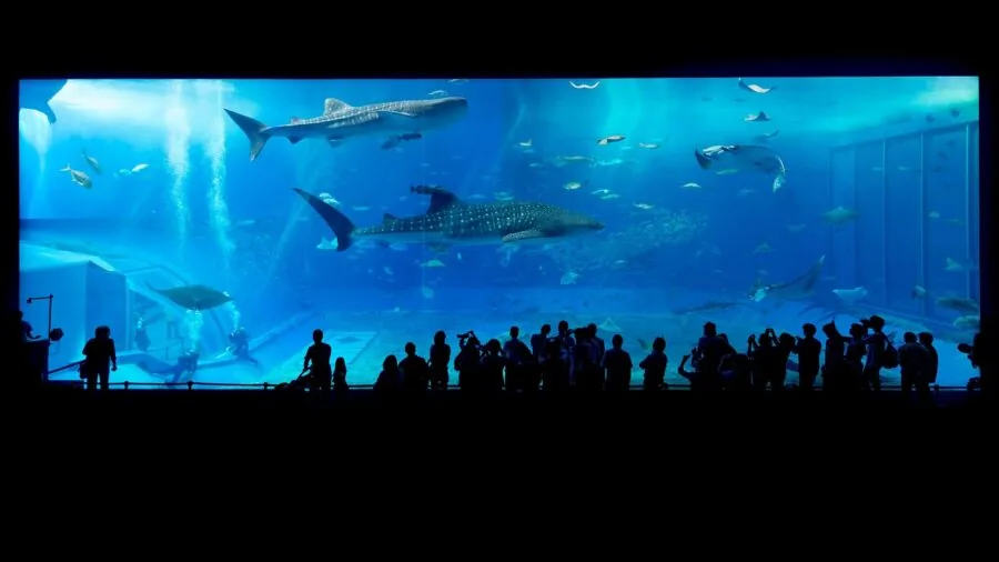Person carefully maintaining a small aquarium with precise attention to water chemistry and plant balance