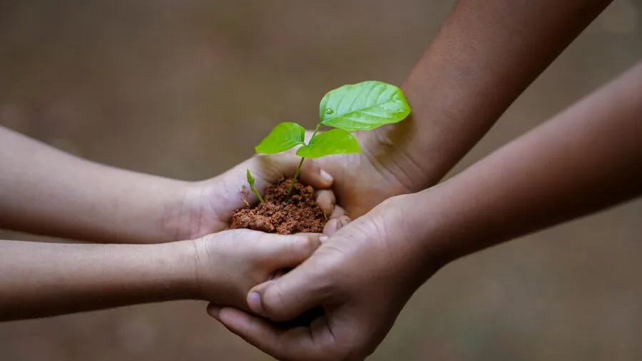 Person carefully planting seeds in soil with natural light, representing seed germination and plant growth preparation