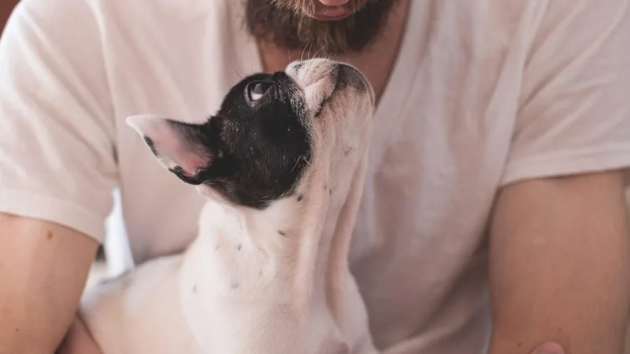 Person carefully reading and comparing pet product information while sitting with their dog
