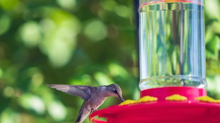 Person carefully refilling a hummingbird feeder with nectar in a sunny backyard garden setting