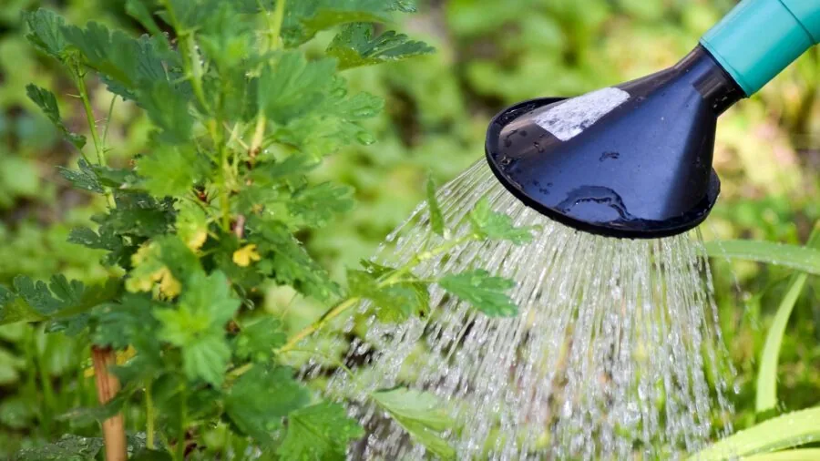 Person carefully watering garden plants with focused pouring technique