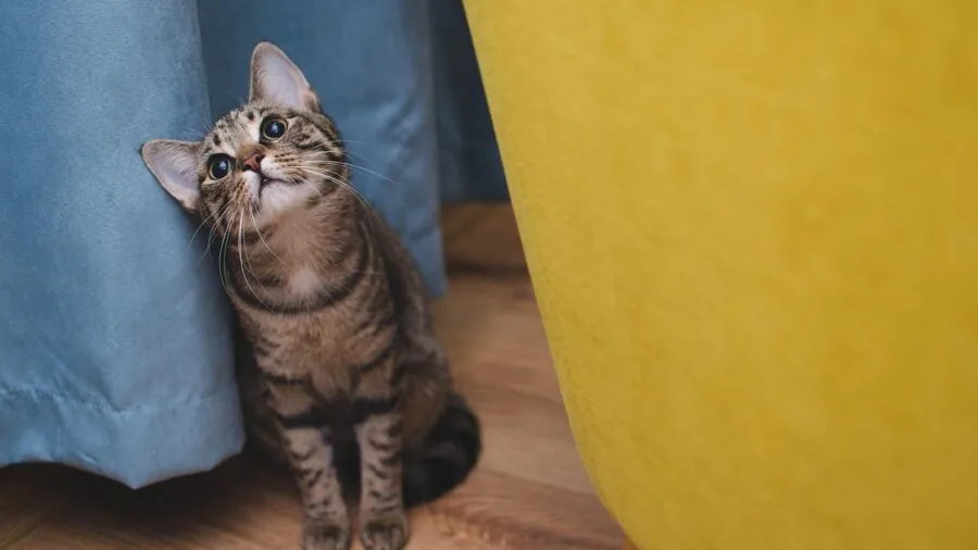 Person checking on their cat through a mobile device while away from home
