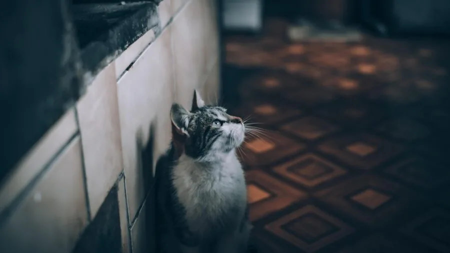 Person checking pet care supplies during stormy weather at home