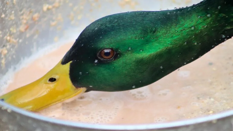 Person cleaning a stainless steel bird feeding bowl with water outdoors in natural daylight