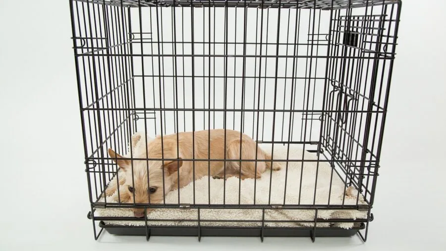 Person cleaning and maintaining a small pet cage with fresh bedding and supplies