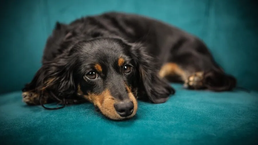 Person cleaning home with dog present, showing real pet odor elimination in action