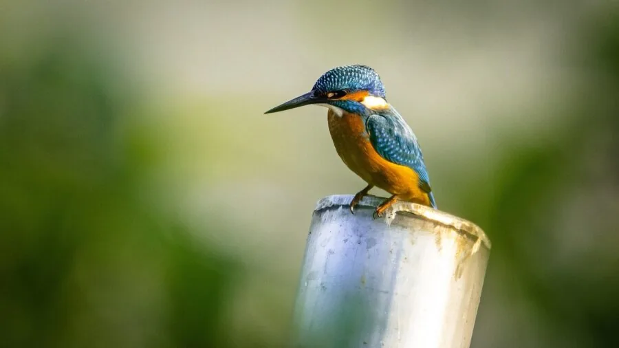 Person cleaning natural wood bird perch with brush and water for maintenance and hygiene