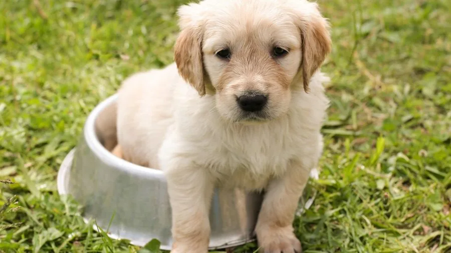 Person cleaning pet water bowl in kitchen sink, showing maintenance routine for pet care