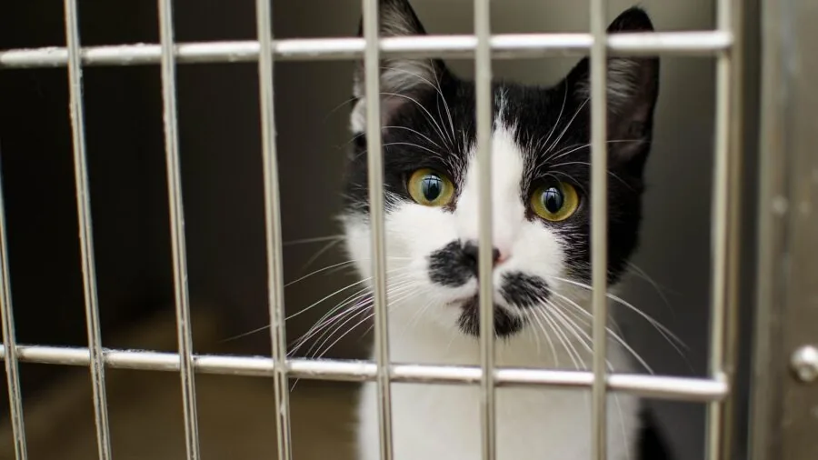 Person cleaning small animal cage with multiple hideouts during pet care routine