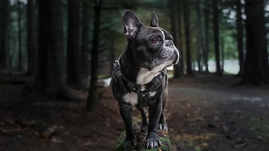 Person easily fastening harness on dog during morning routine
