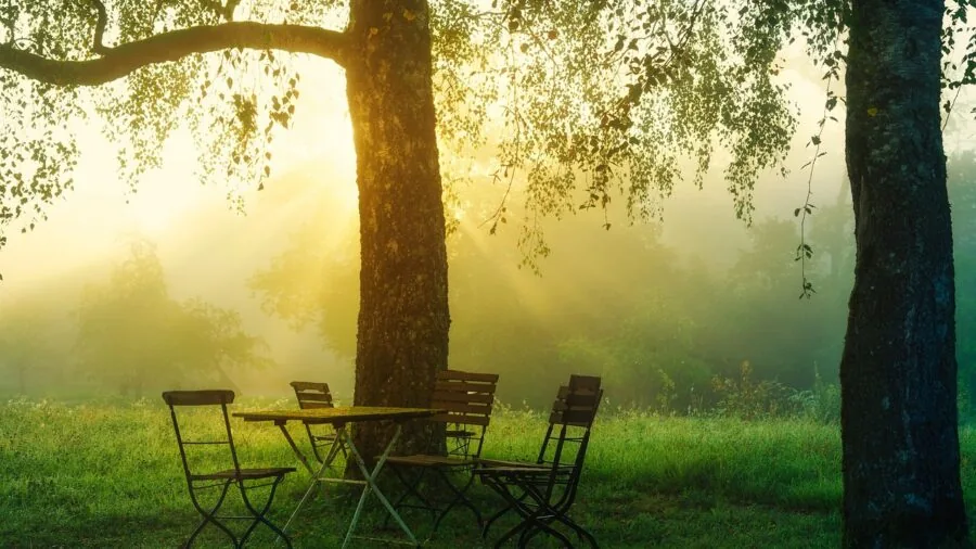 Person enjoying peaceful morning in quiet residential garden with manicured lawn and plants