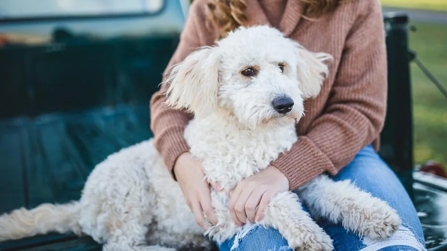 Person examining dog food package ingredients carefully while seated with their dog nearby
