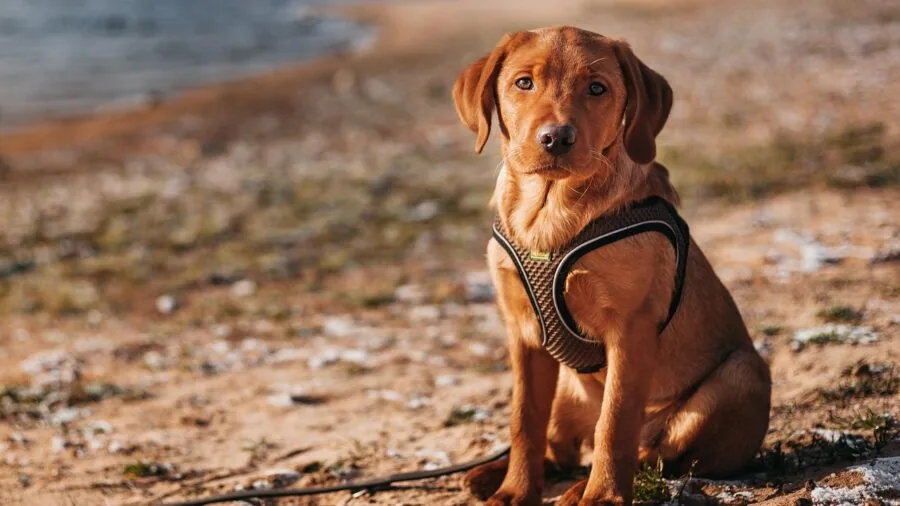 Person fastening harness on dog at mountain trailhead during outdoor adventure