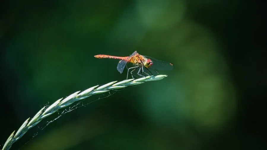 Person frustrated swatting at flying insects during outdoor activity on sunny day