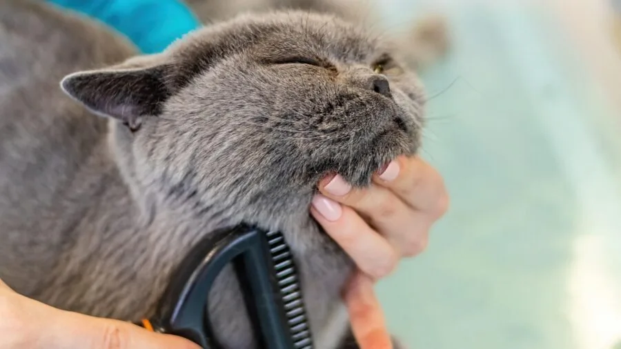 Person gently bathing tabby cat in warm water, demonstrating proper feline grooming and skin care technique