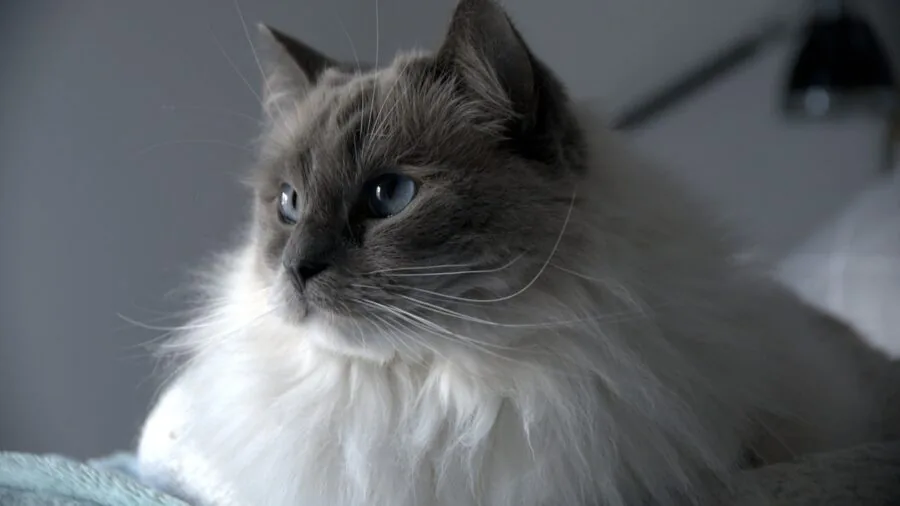 Person gently brushing a long-haired cat to reduce shedding and matting
