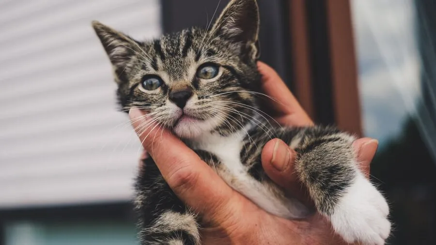 Person gently holding a small kitten's paw for nail care examination