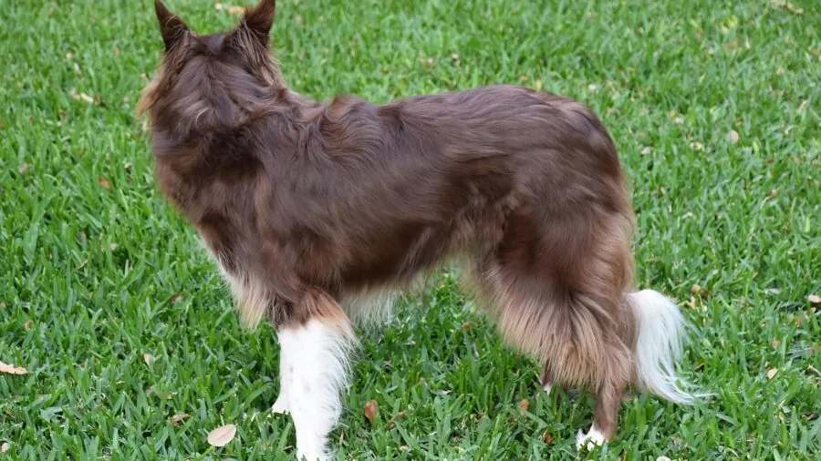 Person grooming a dog's coat with proper technique to remove shedding fur