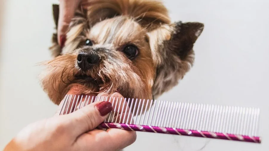 Person grooming a large dog with a wide brush during a home pet care session