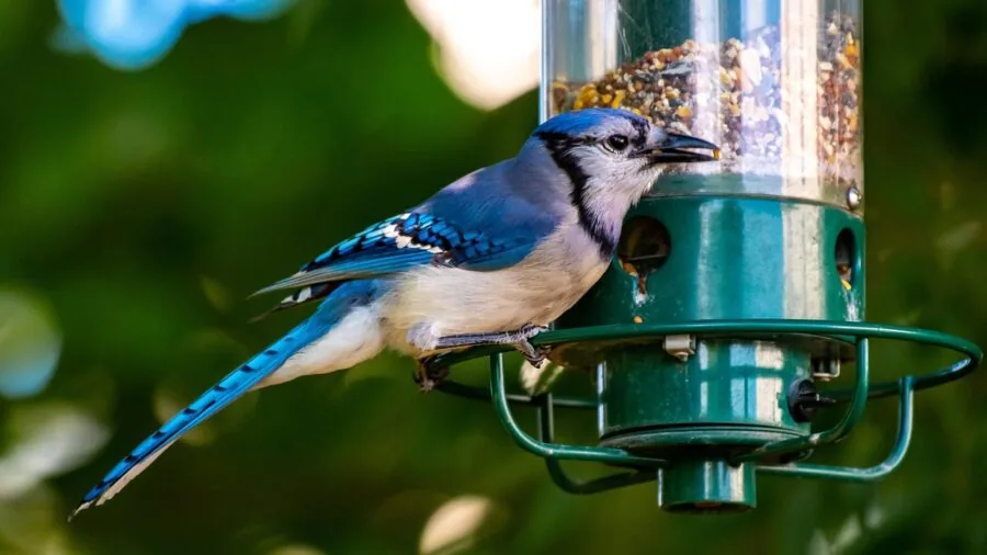 Person hanging bird feeder on garden pole with various birds visiting