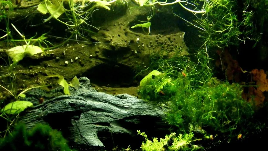Person installing equipment into a saltwater aquarium tank during maintenance