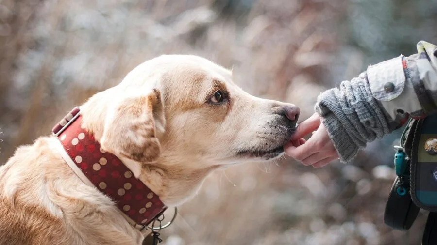 Person measuring a dog's paw width with a ruler for proper boot fitting