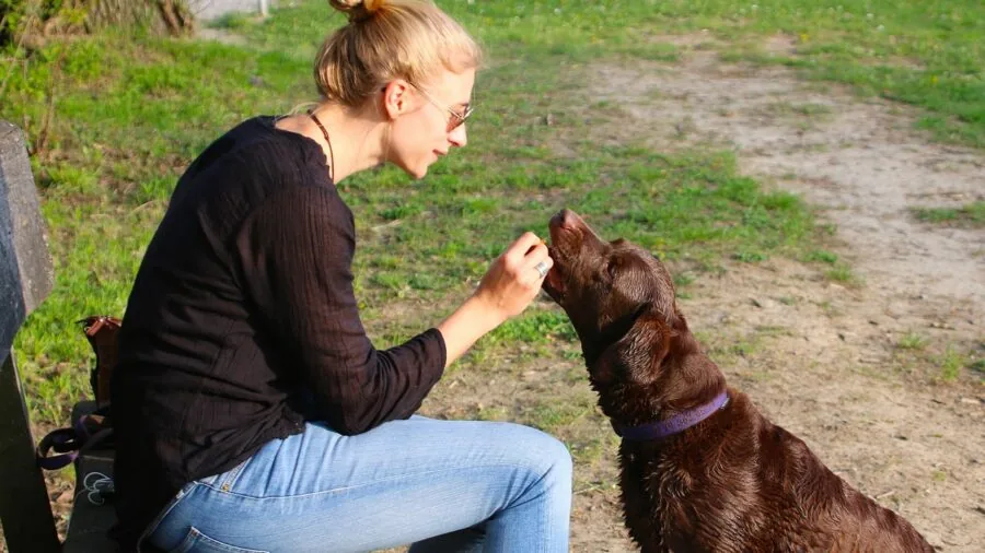 Person measuring pet food portions into a bowl during daily feeding routine