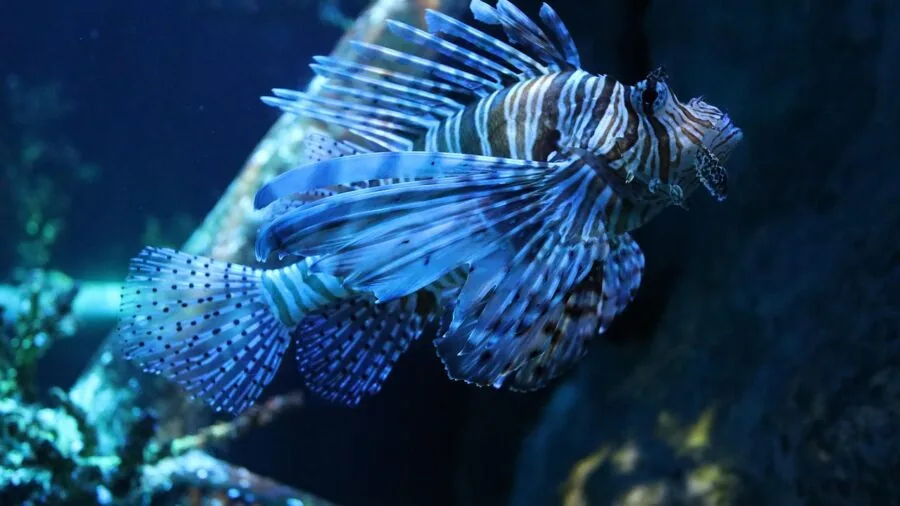 Person observing aquarium maintenance routine with fish tank in home setting