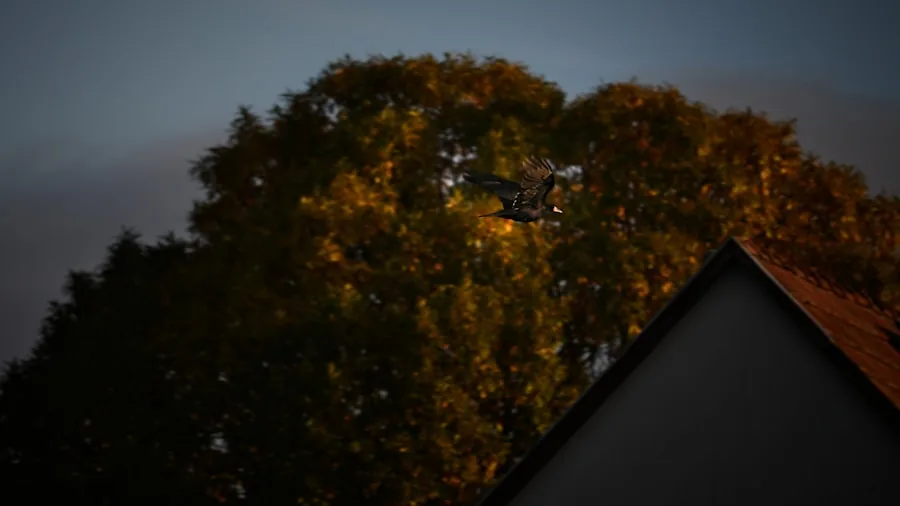 Person operating drone at dusk with high visibility markers on ground for safe landing