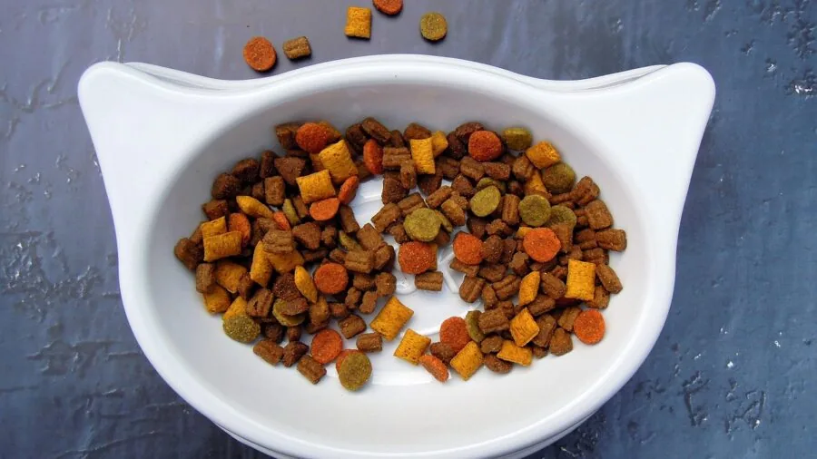 Person packing collapsible pet bowl for trip with luggage and travel gear