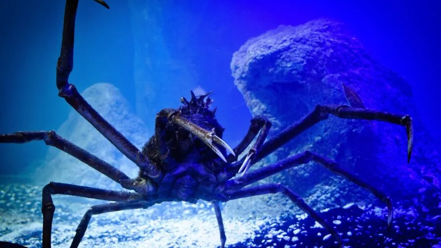 Person performing aquarium maintenance and water cleaning in home setting