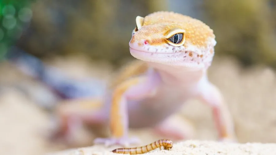 Person performing maintenance on a reptile enclosure, cleaning substrate and habitat