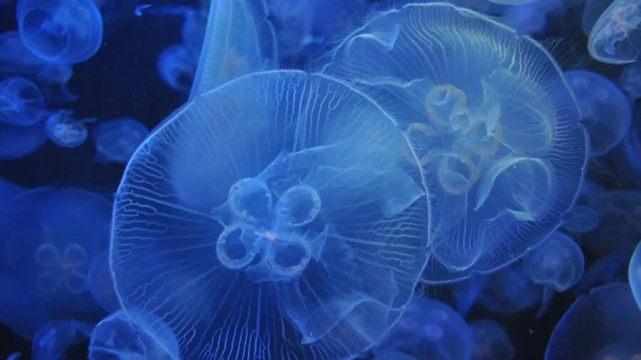 Person performing routine aquarium maintenance and care with equipment in home setting