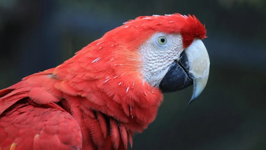 Person performing routine bird cage cleaning and maintenance in home setting