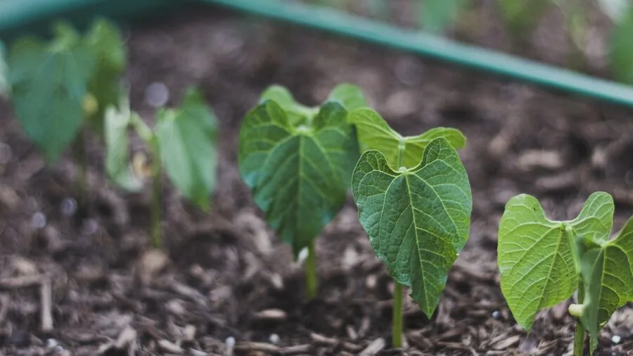 Person pouring garden soil into a wooden raised bed for planting vegetables