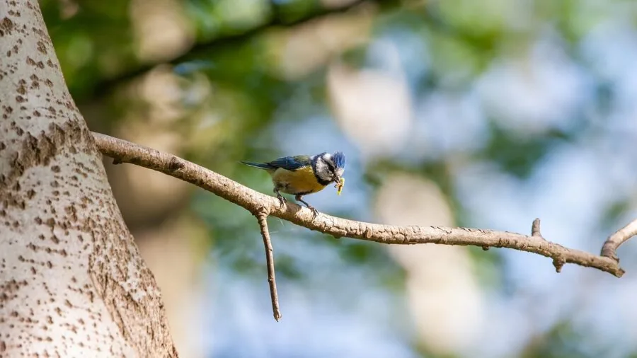 Person refilling outdoor bird feeder in natural garden setting with birds nearby
