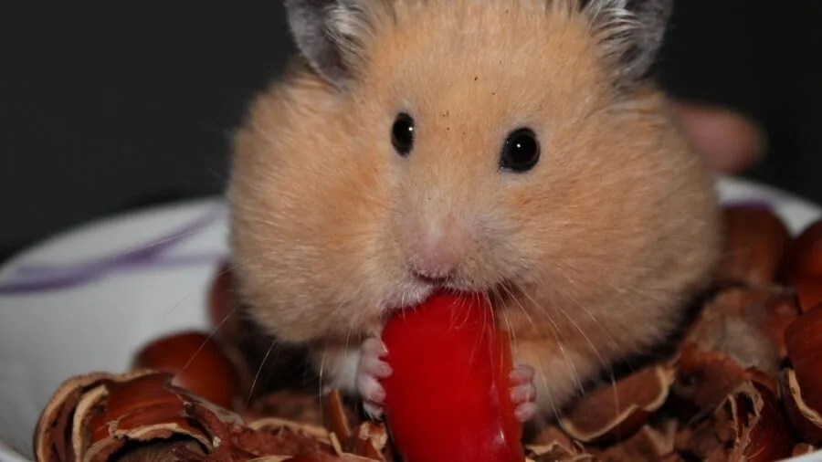 Person setting up a hamster cage with wheel, water bottle, and bedding for pet care