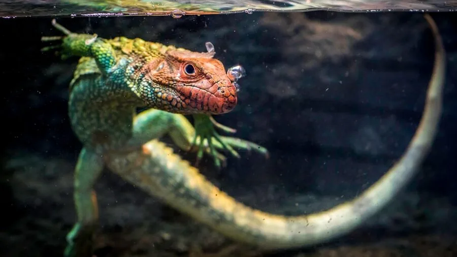 Person setting up heating equipment in a reptile terrarium tank setup