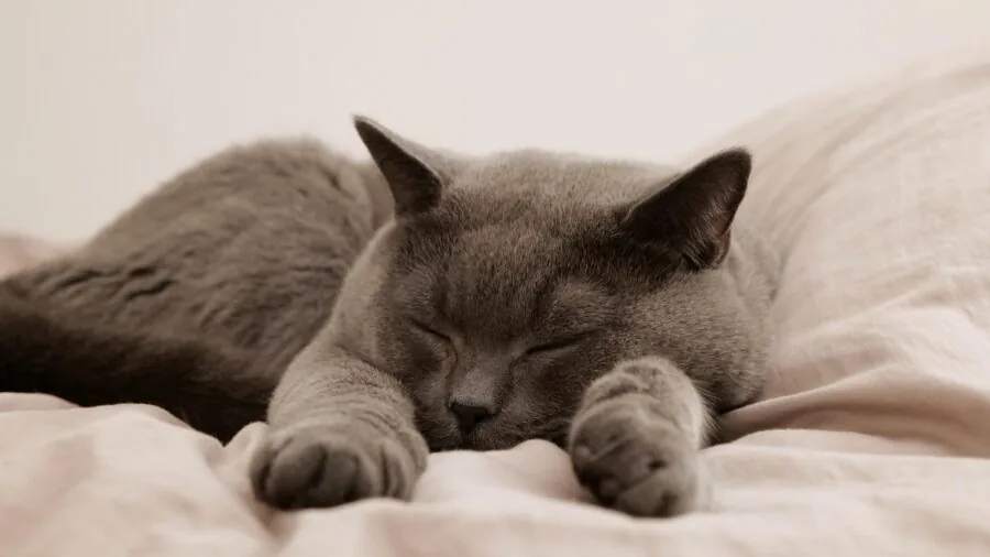 Person sleeping peacefully on a bed with cooling bedding in a bright bedroom