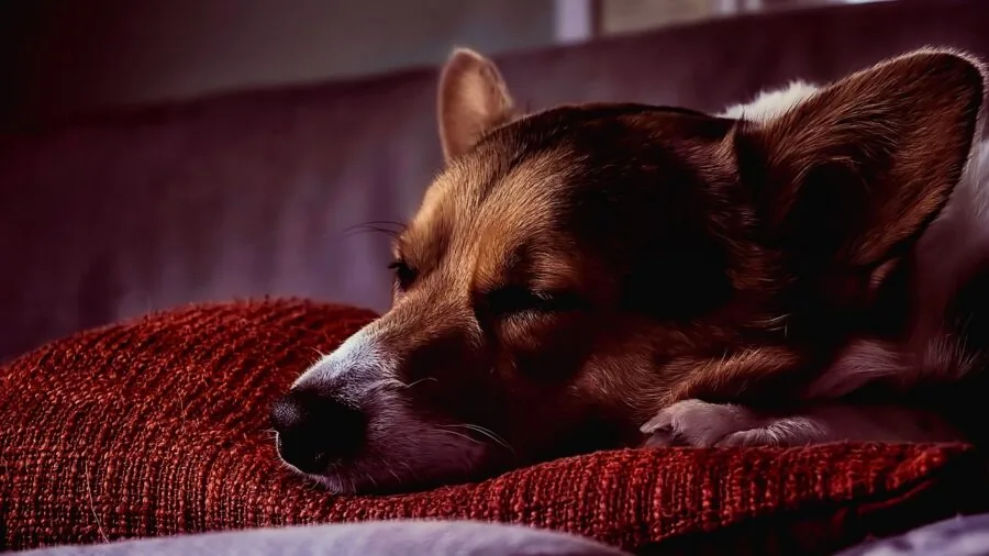 Person sleeping peacefully on a comfortable pillow in morning light, demonstrating breathable bedding comfort