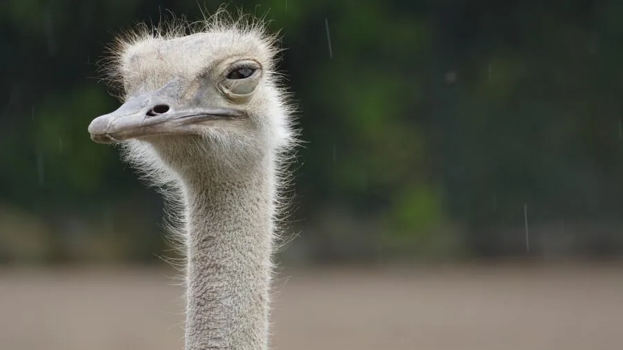 Person styling a bandana as a neck accessory in casual everyday wear
