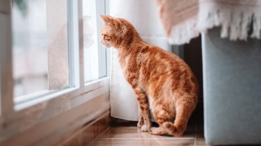 Person sweeping hardwood floor while pet hair visible in home interior